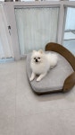 이쁘개 호텔/미용