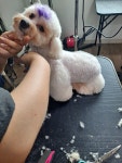 논산애견미용학원