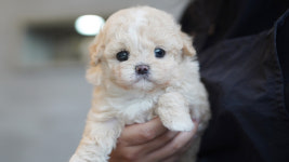 강아지분양 더펫