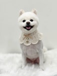 몽시어