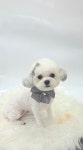 더봄애견
