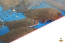 만리포선창횟집