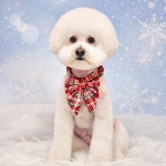 무아몽 해운대 강아지 애견미용