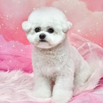 무아몽 해운대 강아지 애견미용