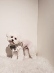 털찐댕댕이