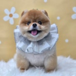 쇼미더펫