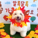 맘바이 강아지 애견호텔