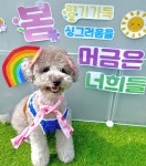 맘바이 강아지 애견호텔