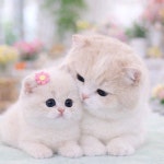 광주고양이분양 제나캣 광주점