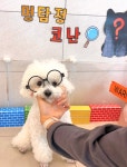 맘바이 강아지 애견호텔