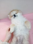 털찐댕댕이