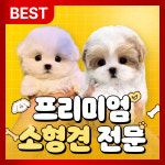 천안강아지분양 우리집퍼피 천안아산본점 하이도그