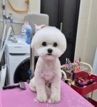 딩동댕펫살롱