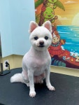 강아지 미용실 왈로하그루밍