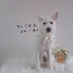 땡자네묭실