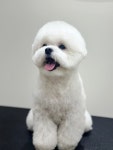 더행복하개애견미용 서면점
