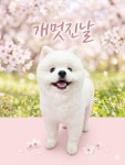 개멋진날