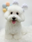 올리스24 일산백석점