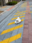 김기혁동물병원