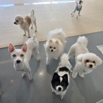 하이댕댕 애견호텔 애견유치원