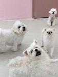 댕로하 애견유치원&애견미용