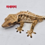 크레준치