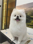 소울독