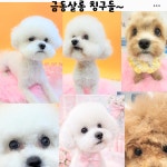 금동살롱