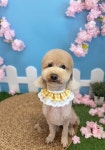 봄봄그루밍