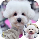 퍼피데이 애견미용실