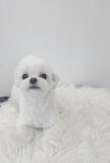 더봄애견