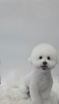 더봄애견