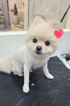 도그룸