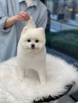 애견백화점 동탄점