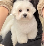 팔레트멍