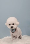 오후독