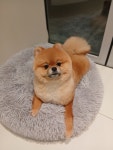 그루밍온
