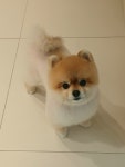 그루밍온