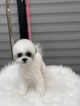 애견백화점 동탄점