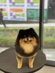 애견백화점 동탄점