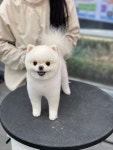 애견백화점 동탄점