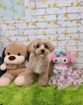 루이펫샵