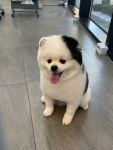 애견백화점 동탄점
