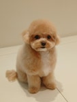 그루밍온