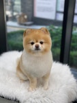 애견백화점 동탄점