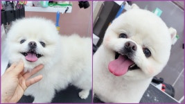 박지은펫살롱