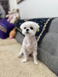 스타덤 펫살롱