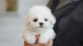 강아지분양 더펫