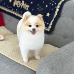 스타덤 펫살롱