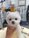 별찌몽
